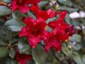 Rhododendron Baden-Baden Różanecznik